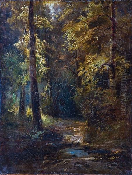 Dichter Wald - view 1