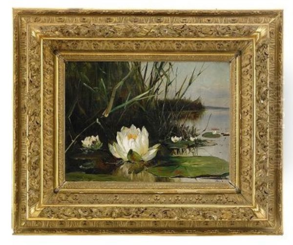 Waterlily - view 1
