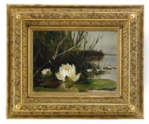 Waterlily
