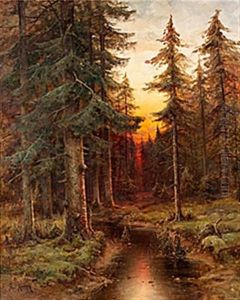 Solnedgang I Granskog