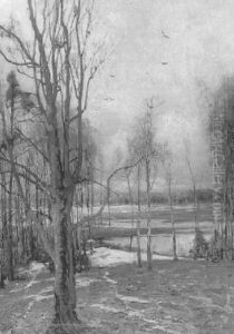 Junger Birkenwald Bei Schneeschmelze