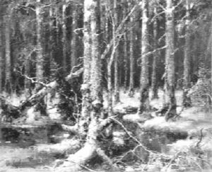 The Forest The Forest