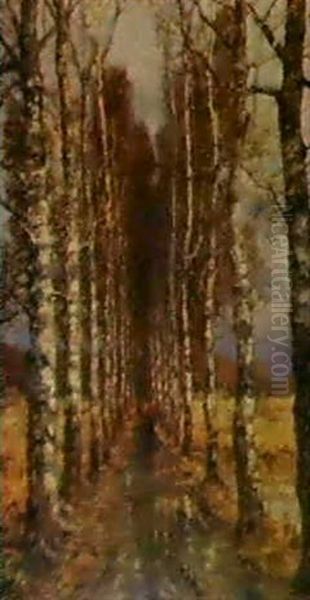 Avenue Of Birch Trees - view 1