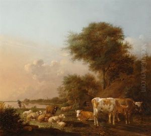 Resting Cattle By The Water Resting Cattle By The Water