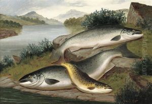 Salmon And Trout Of Loch Awe
