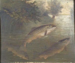 The May Fly