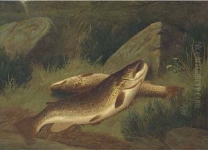 Trout On A River Bank