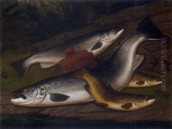 Salmon, Grilse And Brown Trout - view 1