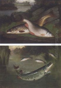Gold And Silver At The River - Trout And Roach