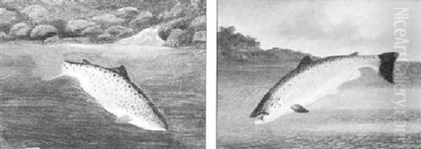 A Salmon Caught On A Line - view 1