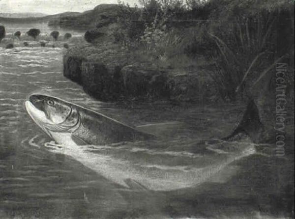 Hooked Salmon - view 1