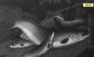 A Tribute From The Sharra by A. Roland Knight