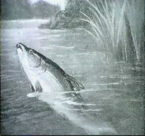 Course Fish by A. Roland Knight