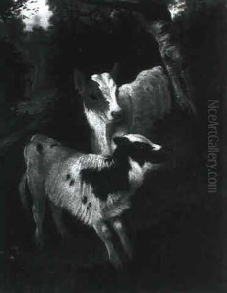 Calves - view 1