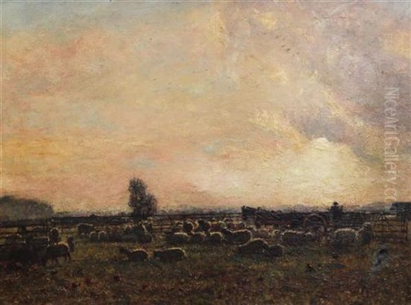 Sheep In A Meadow At Sunset - view 1