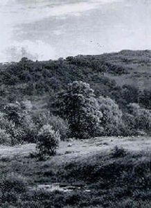 Sheep Grazing At The Edge Of A Copse