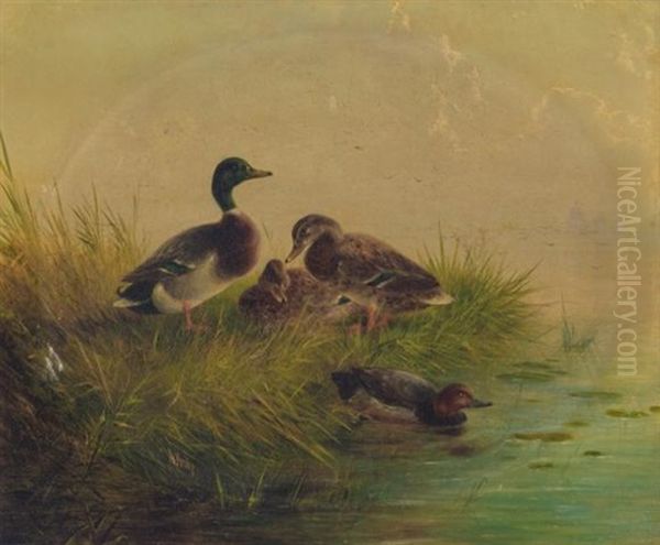 Ducks On A Riverbank - view 1