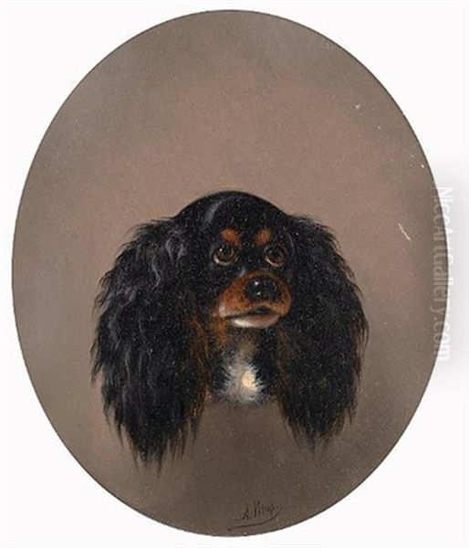 Tri Color King Charles Spaniel - view 1