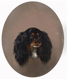 Tri Color King Charles Spaniel