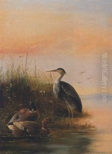 Fischreiher Und Entenpaar Am Wasser by August Knip