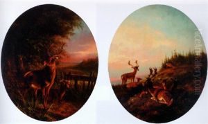 Deer In A Woodland Clearing