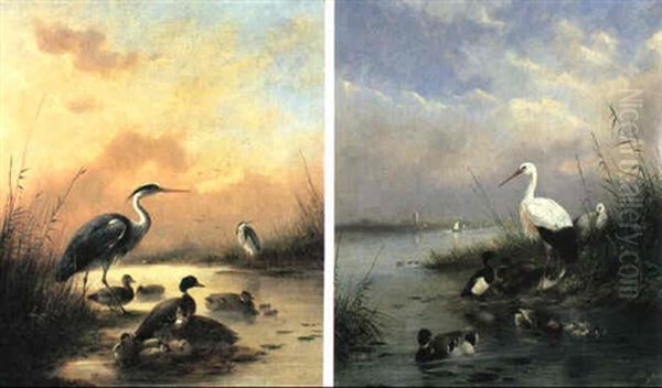 Family Of Mallard And Two Herons - view 1