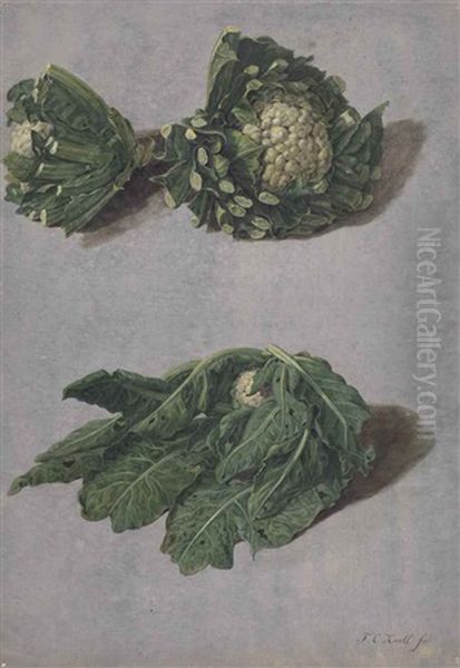 Studies Of Cauliflowers - view 1