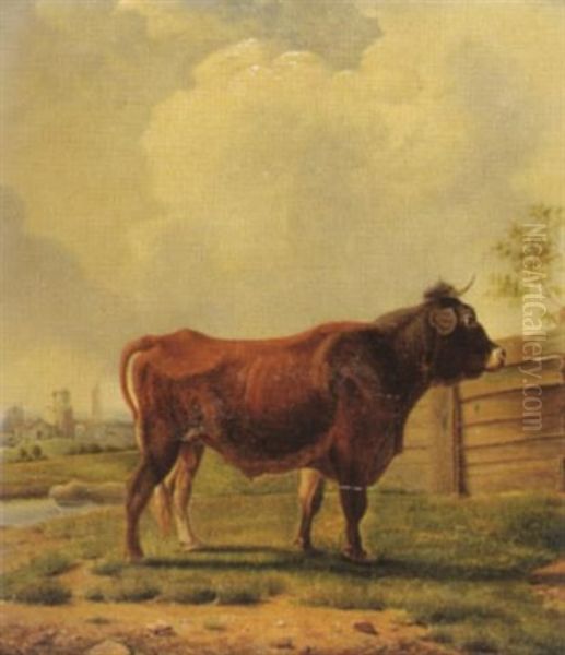 Stier Auf Der Weide - view 1