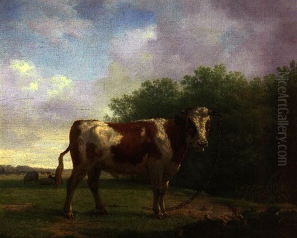Stier In Besonnter Weidelandschaft Mit Weitem Blick In Das Land - view 1