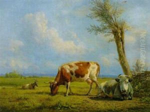 Kuhe Und Ziege Auf Der Weide Bei Einem Kopfweidenbaum Und Zaun