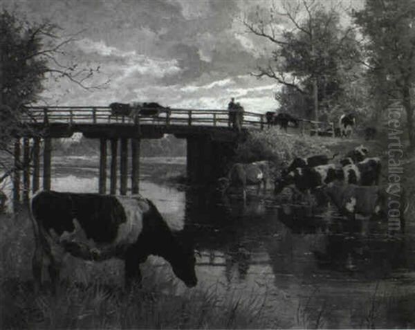 Cattle Watering At River - view 1
