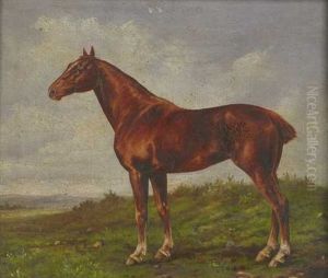 Stehendes Pferd Von Links Auf Einer Wiese