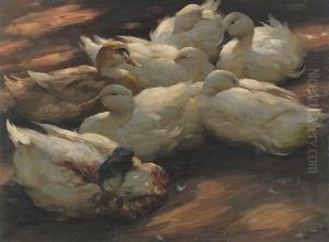 Enten Am Boden Lagernd Enten Am Boden Lagernd