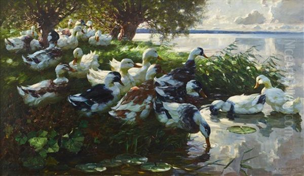 Ducks Resting By The Lake - view 1