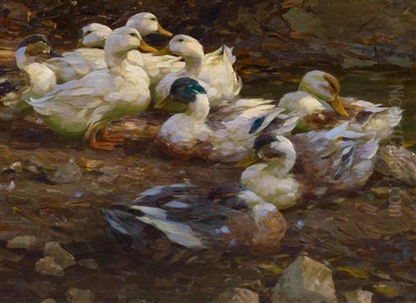 Enten Im Abendlicht - view 1