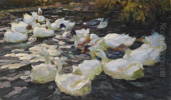 Enten In Der Abendsonne - view 1