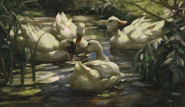 Enten Auf Einem Waldweiher - view 1