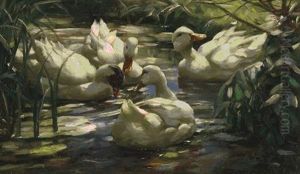 Enten Auf Einem Waldweiher