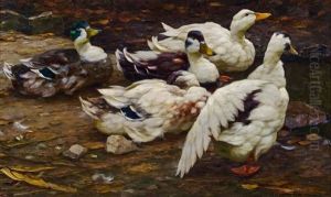 Ruhende Enten, Eine Den Flugel Streckend