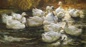 Heimwarts-enten Im Sonnenlicht
