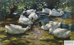 Weise Enten Im Sommerteich Weise Enten Im Sommerteich