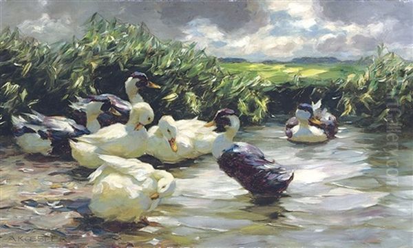 Enten In Grunem Wasser - view 1