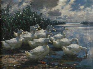 Ducks In Early Morning Sun