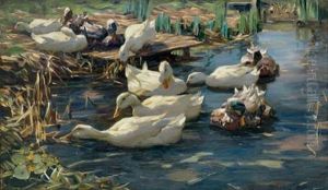 Weise Enten Am Seeufer - White Ducks On The Lakeshore