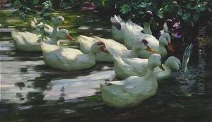 Weise Enten Im Teich