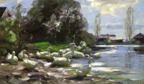 Enten Am Fruhlingshaften Seeufer - view 1