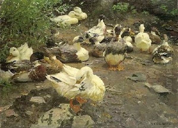 Enten Am Lagerplatz - view 1
