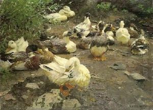 Enten Am Lagerplatz Enten Am Lagerplatz