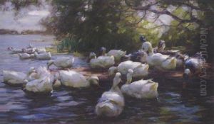 Enten Am Ufer Enten Am Ufer