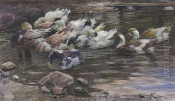 Enten Im Weiher Mit Steinen - view 1